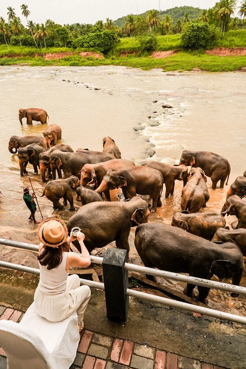 A herd of elephants gathers at the river in a green tropical landscape.