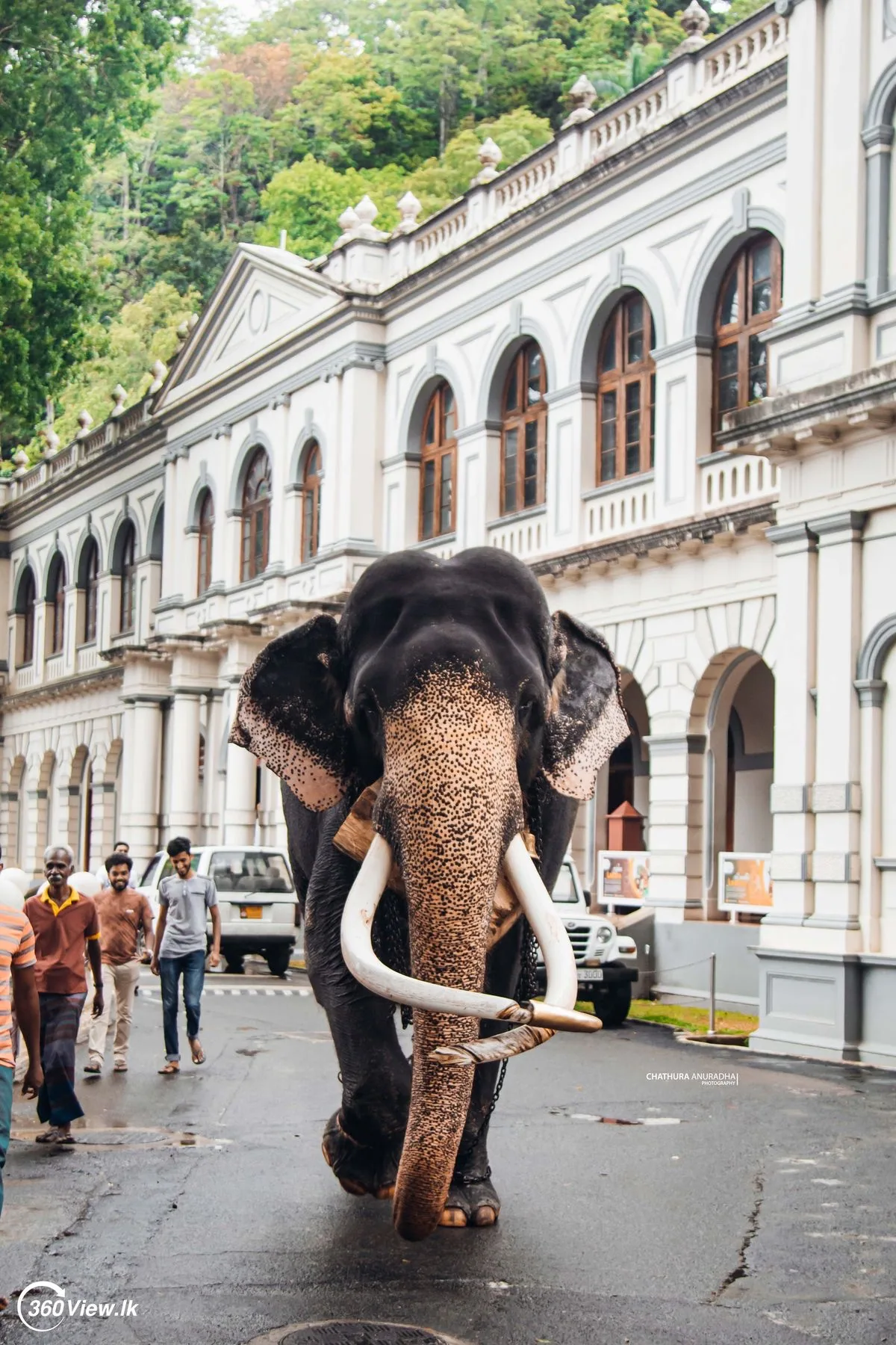 A Sri Lankan elephant walks along a Kandy street beside colonial-era buildings.