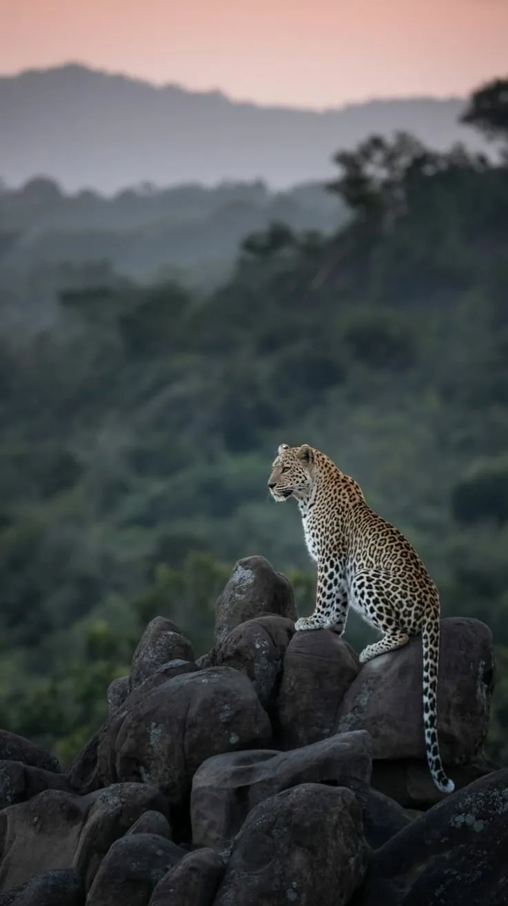A Sri Lankan leopard rests on dark rocks with forested mountains behind it.