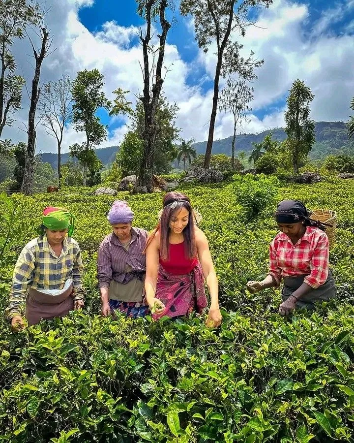 Tea pluckers share a morning in the highland fields with a visiting traveler.
