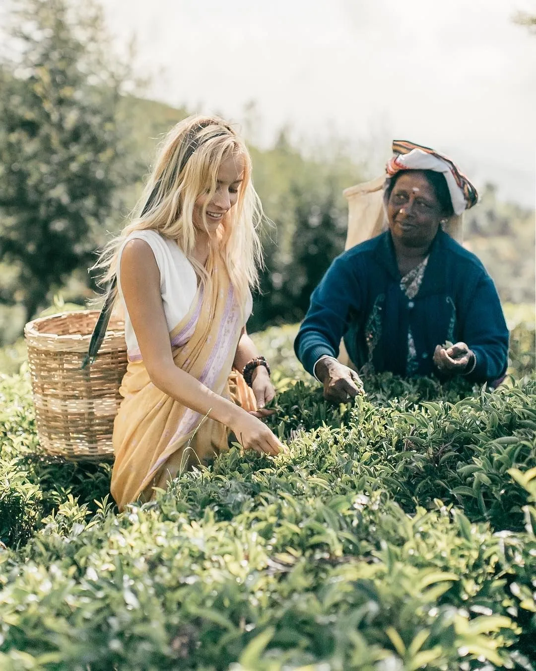 Tea picking in Sri Lanka